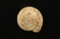 藏品(臺灣鱗盾蝸牛)的圖片